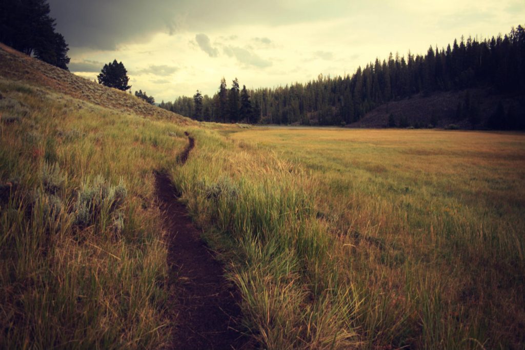 footpath through grass