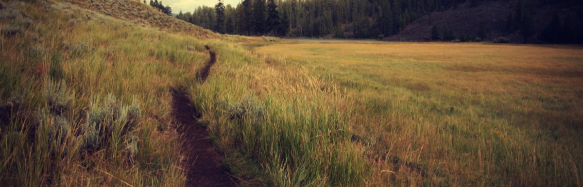 footpath through grass