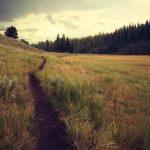 footpath through grass