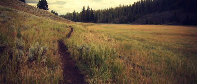 footpath through grass